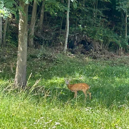 فيلة The House Between The Lakes